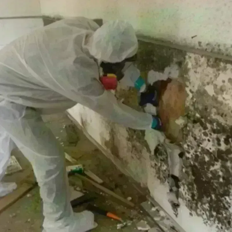 Mold Remediation and Removal in Cocke County, TN